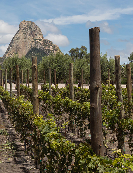 Vista al viñedo San Miguel del hotel en Bernal, Puertas de la Peña
